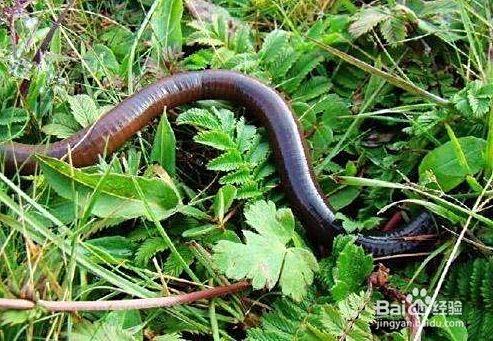 地龙养殖技术视频,揭秘高效养殖之道